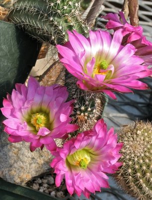 Echinocereus palmeri