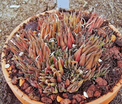 Haworthia chloracantha var. denticulifera (2).jpg