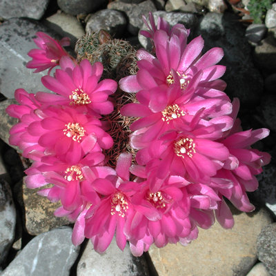 Sulcorebutia EH6278.JPG