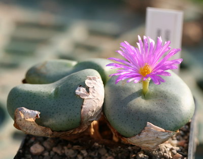 Conophytum wettsteinii, RR430