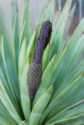 Agave dasylirioides 25.09.2011 b.jpg