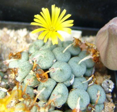 Conophytum_flavum_ssp._novicium_800.jpg