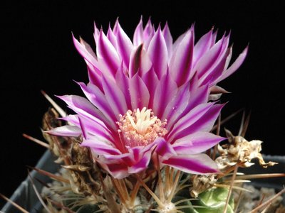 Stenocactus violaciflorus 2011 April26-13.jpg