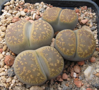 sollte eigentlich C392-Lithops<br />Lithops aucampiae ssp. aucampiae v. aucampiae 'Storms’s Snowcap' <br />sein, bei mir unter C392A