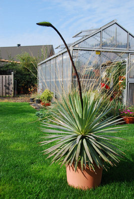 Agave dasylirioides 03.10.2011 a.jpg