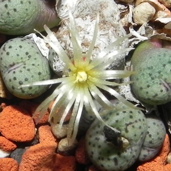 C. meleagris.jpg