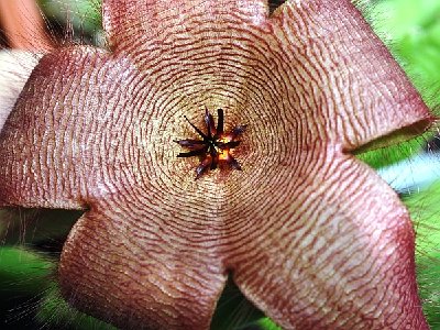 Stapelia hirsuta_2_600.jpg