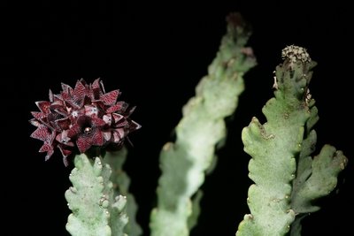 Caralluma arabica AlFarsi A235 2.JPG