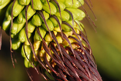 Agave dasylirioides 16.10.2011 b.jpg