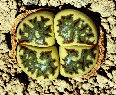 Lithops dorotheae - C 124