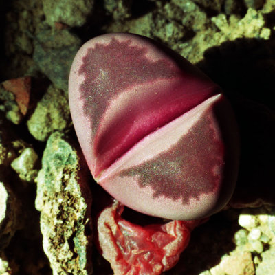 Lithops optica acf. 'Rubra' - C 287