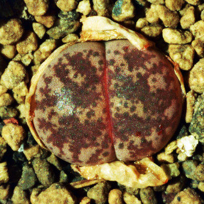 Lithops coleorum - C 396, zweijähriger Sämling