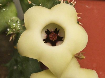 Huernia thuretii var. primulina  -5533.jpg