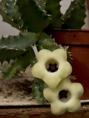 Huernia thuretii var. primulina  -5529.jpg