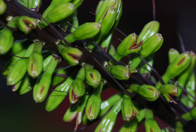 Agave dasylirioides 30.10.2011 b.jpg