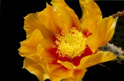 Opuntia macrocentra.JPG