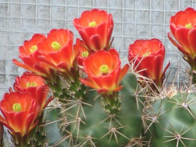 coccineus ssp. paucispinus