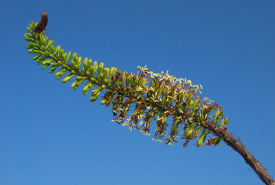 Agave dasylirioides 12.11.2011 a.jpg