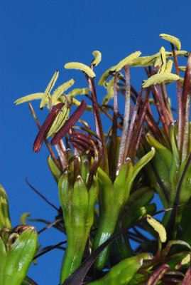 Agave dasylirioides 12.11.2011 c.jpg