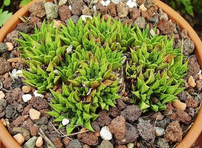 Haworthia herbacea (5).jpg