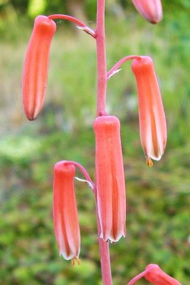 Aloe rauhii (2a).jpg