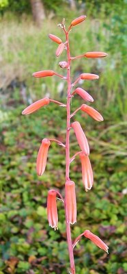 Aloe rauhii (1a).jpg