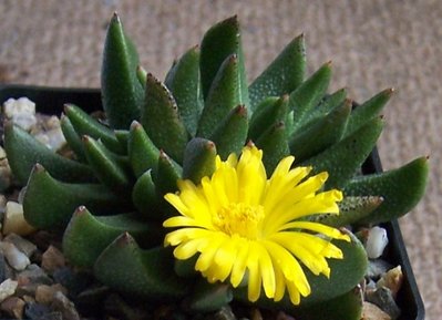 Rabiea difformis 3.jpg