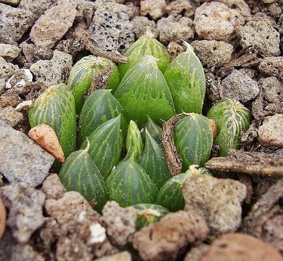 Haworthia 1996-1 (6a).jpg