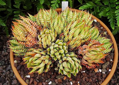 Haworthia 1996-3 (6a).jpg