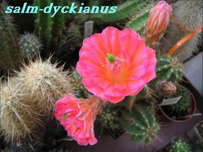 K640_salm dyckianus1.JPG