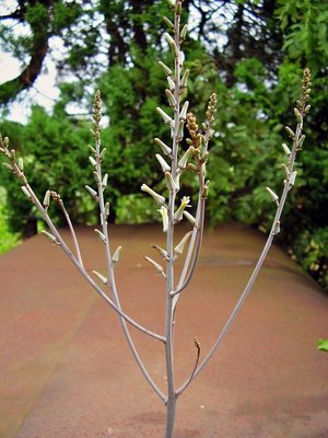 Haworthia 1996-16 (2a).jpg