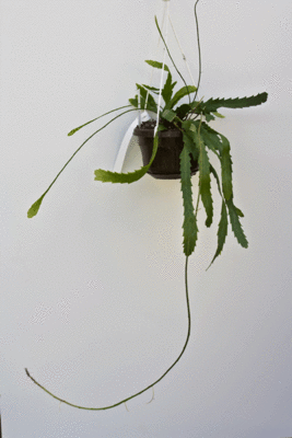 L.houlletiana.gif (164.94 KiB) 9473 mal betrachtet Lepismium houlletiana f. houlletiana