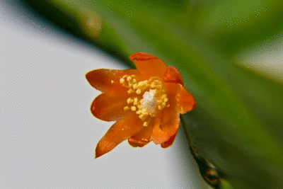 L.monacanthum var. espinosae Blüte