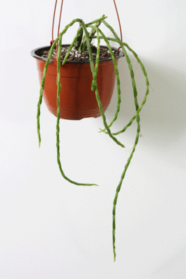 IMG_0003.gif (163.75 KiB) 12017 mal betrachtet IMG_0003.gif