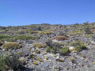 Maihuenia_Landschaft.JPG