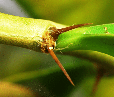 P.aculeata f. godseffiana