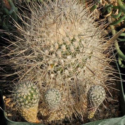 IMG_0147.jpeg (132.33 KiB) 11135 mal betrachtet Gymnocactus mandragora