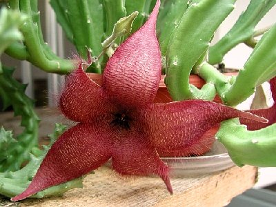 Stapelia hirsuta_600.jpg