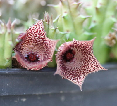 Huernia whitesloanea