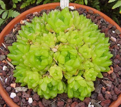 Haworthia reticulata (2a).jpg