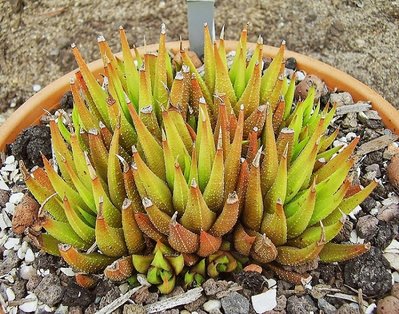 Haworthia 1996-20 (3a).jpg