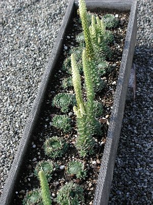 Orostachys_600.jpg