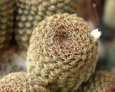 Reicheocactus.jpg