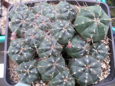 014 P1080433 Echinocereus knippelianus.JPG