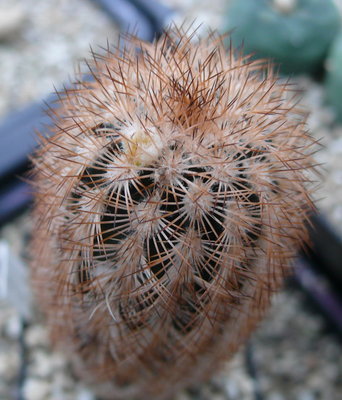 011 P1080432 Echinocereus fitchii, Starr Co. Texas.JPG