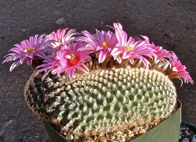 04020901.jpeg (158.62 KiB) 12093 mal betrachtet Turbinicarpus x pulcherrimus