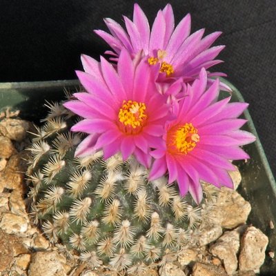 IMG_0333.jpeg (100.55 KiB) 12097 mal betrachtet Turbinicarpus x pulcherrimus