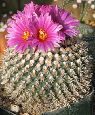 IMG_4793.jpeg (134.88 KiB) 6893 mal betrachtet Turbinicarpus x pulcherrimus