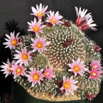 IMG_0329.jpeg (122.03 KiB) 6650 mal betrachtet Turbinicarpus x mombergeri