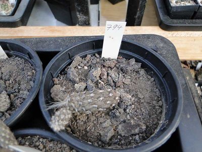 Pterocactus HPT 794 2011 Oktober20.jpg